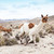 lamas  stock photo © Pakhnyushchyy