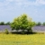 sunflower and lavender fields with a tree, Plateau de Valensole, stock photo © phbcz