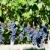 kék · szőlő · Bordeau · régió · Franciaország · levél - stock fotó © phbcz