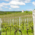 spring vineyard near Hnanice, Southern Moravia, Czech Republic stock photo © phbcz