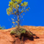 Colorado · Francja · drzewo · podróży · rock · Europie - zdjęcia stock © phbcz