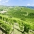 vineyars near Grinzane Cavour, Piedmont, Italy stock photo © phbcz
