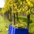 wine harvest, vineyard U svateho Urbana, Czech Republic stock photo © phbcz
