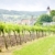 vineyard at Falkenstein, Lower Austria, Austria stock photo © phbcz