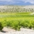 vineyards near Villabanez, Valladolid Province, Castile and Leon stock photo © phbcz