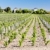 vineyard and Chateau Calon-Segur, Saint-Estephe, Bordeaux Region stock photo © phbcz