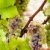 fehér · szőlő · régió · Franciaország · levél · szőlő - stock fotó © phbcz
