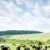 herd of cows, Slovakia stock photo © phbcz