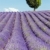 薰衣草花田 · 高原 · 法國 · 樹 · 景觀 · 植物 - 商業照片 © phbcz