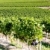szőlőskert · szélmalom · Bordeau · régió · Franciaország · építészet - stock fotó © phbcz