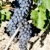 синий · винограда · регион · Франция · лист - Сток-фото © phbcz