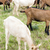 nyáj · kecskék · Franciaország · mezőgazdaság · legelő · kívül - stock fotó © phbcz