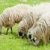 sheep on meadow, Bosnia and Hercegovina stock photo © phbcz
