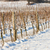 winter vineyard, Southern Moravia, Czech Republic stock photo © phbcz