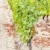 white grape in vineyard, Sauternes Region, Aquitaine, France stock photo © phbcz