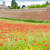 Befestigung · Stadt · Italien · Blume · Gebäude · Wand - stock foto © phbcz