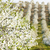 blooming orchard in spring, Czech Republic stock photo © phbcz