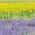 薰衣草 · 向日葵 · 領域 · 法國 · 性質 · 夏天 - 商業照片 © phbcz