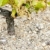 white grape in Sauternes Region, Aquitaine, France stock photo © phbcz
