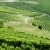 vineyars near Barbaresco, Piedmont, Italy stock photo © phbcz