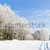 hiver · paysage · République · tchèque · neige · arbres · plantes - photo stock © phbcz