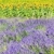 lavender and sunflower fields, Provence, France stock photo © phbcz