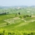 vineyars near Barolo, Piedmont, Italy stock photo © phbcz