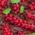rosso · ribes · menta · cioccolato · alimentare · foglia - foto d'archivio © phbcz