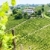 vineyar near Tana, Asti Region, Piedmont, Italy stock photo © phbcz