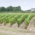 vineyard, Sauternes Region, France stock photo © phbcz