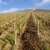 vineyard, Mo stock photo © phbcz