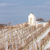 winter vineyard near Hnanice, Southern Moravia, Czech Republic stock photo © phbcz