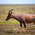 savan · serengeti · Afrika · safari · Tanzanya · doğa - stok fotoğraf © photocreo