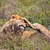 Young adult male lion on savanna. Safari in Serengeti, Tanzania, Africa stock photo © photocreo