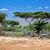 Savanna landscape in Africa, Serengeti, Tanzania stock photo © photocreo