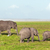 Elephants herd, family on savanna. Safari in Amboseli, Kenya, Africa stock photo © photocreo