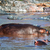 Hippo, hippopotamus in river. Serengeti, Tanzania, Africa stock photo © photocreo
