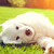 cute · weiß · Welpen · Hund · Gras · Schäferhund - stock foto © photocreo