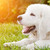 cute · weiß · Welpen · Hund · Gras · Schäferhund - stock foto © photocreo