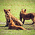 Small lion cubs playing. Tanzania, Africa stock photo © photocreo