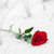 赤いバラ · ビーチ · 色 · 黒白 · 愛 · ロマンス - ストックフォト © photocreo