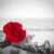 Red rose on the beach. Color against black and white. Love, romance, melancholy concepts. stock photo © photocreo