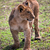 A small lion cub portrait. Tanzania, Africa stock photo © photocreo