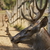 Red deer stag portrait stock photo © photosebia
