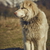 Alert white furry sheepdog stock photo © photosebia