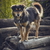 внимательный · собака · любопытный · древесины - Сток-фото © photosebia