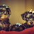 dois · yorkshire · terrier · cão · filhotes · de · cachorro · curioso - foto stock © photosebia