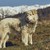 Alert white furry sheepdog stock photo © photosebia