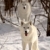 arctique · loups · hiver · couleur · animaux · permanent - photo stock © pictureguy