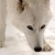 arktyczny · wilk · śniegu · pokryty · ziemi · charakter - zdjęcia stock © pictureguy